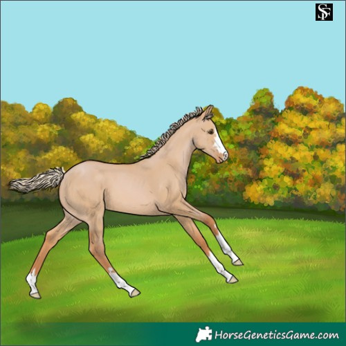 Horse Color:Red Dun Skewed LP Spotted 