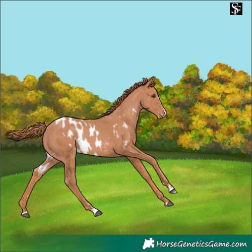 Horse Color:Chestnut Skewed Appaloosa 