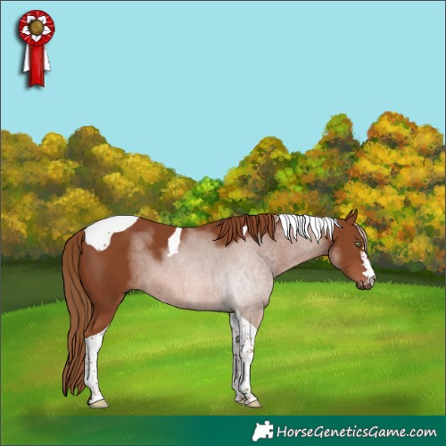 Horse Color:Chestnut Tobiano 