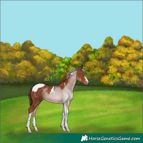 Horse Color:Chestnut Tobiano 