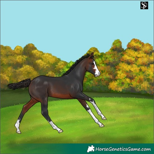 Horse Color:Bay 