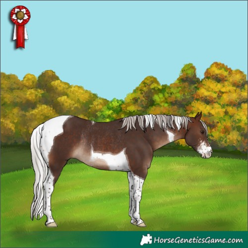 Horse Color:Silver Brown Sabino Tobiano Rabicano 