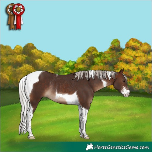 Horse Color:Silver Brown Sabino Tobiano Rabicano 