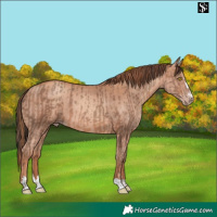 Horse Color:Amber Champagne and Gold Champagne