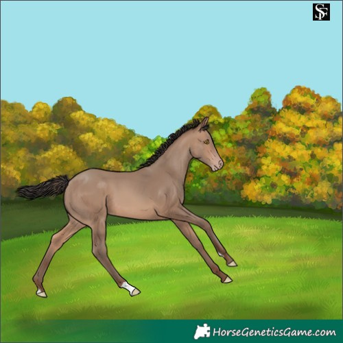 Horse Color:Sable Champagne 