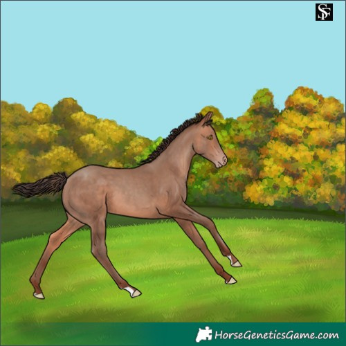 Horse Color:Amber Champagne 