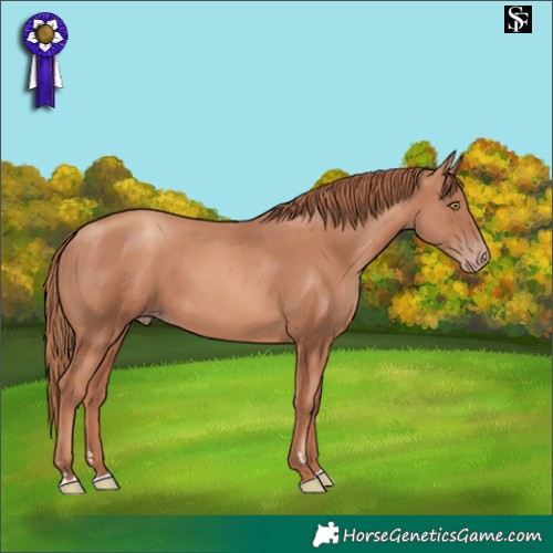 Horse Color:Gold Champagne 