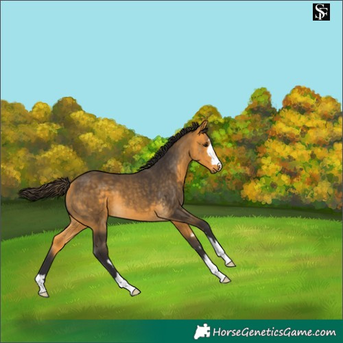 Horse Color:Buckskin 