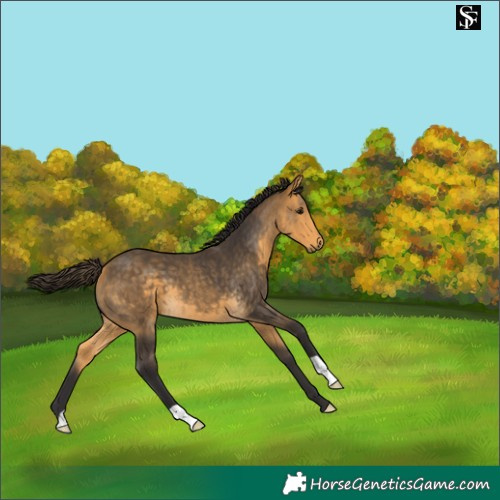 Horse Color:Buckskin 