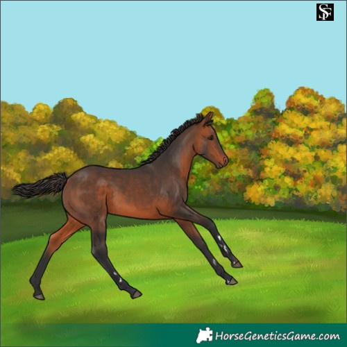 Horse Color:Bay 