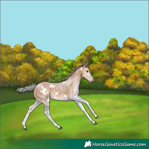 Horse Color:White Spotted Silver Bay Dun