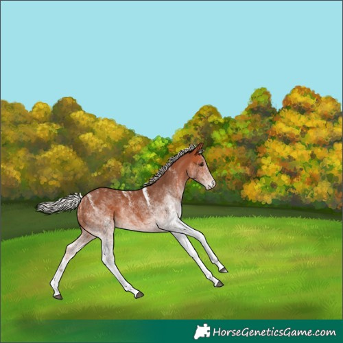 Horse Color:Powder White White Spotted Silver Bay