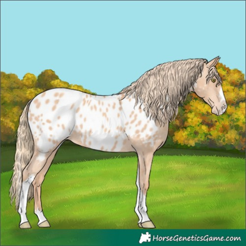 Horse Color:Gold Champagne Splash Tobiano Appaloosa 