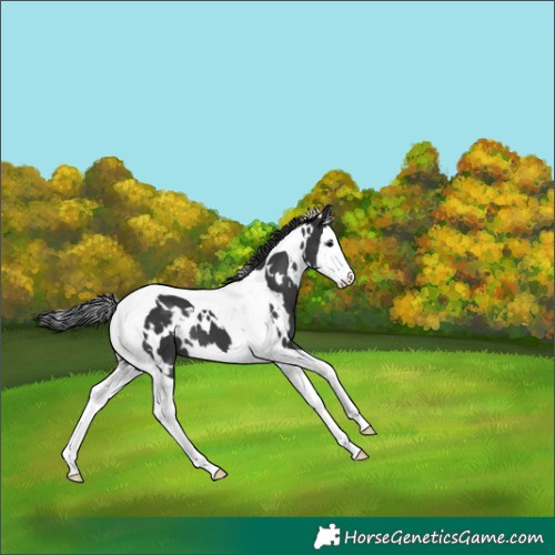 Horse Color:White Spotted Black Splash Tobiano 