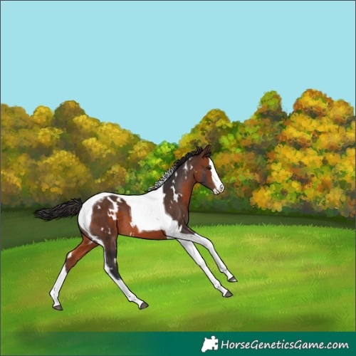 Horse Color:White Spotted Brown Splash Tobiano 