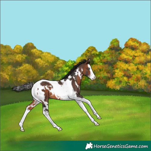 Horse Color:White Spotted Brown Splash Tobiano 