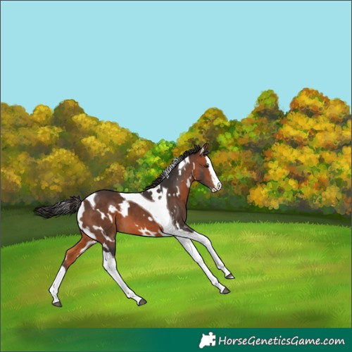 Horse Color:White Spotted Bay Splash Tobiano 
