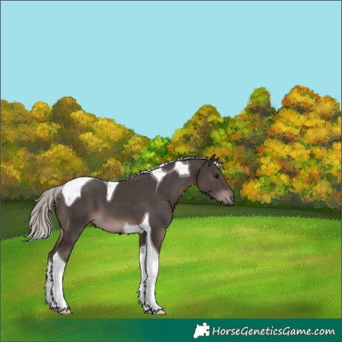 Horse Color:Silver Black Tobiano 