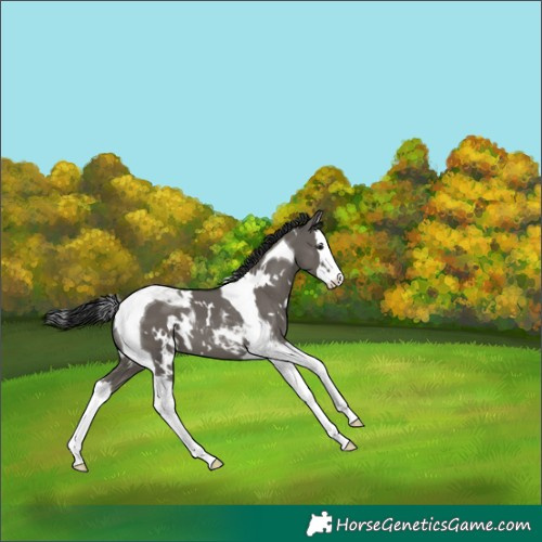 Horse Color:White Spotted Grullo Splash Tobiano 