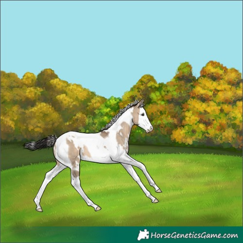 Horse Color:White Spotted Brown Dun Splash Tobiano 