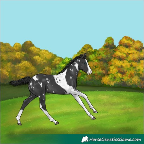 Horse Color:White Spotted Black Splash Tobiano