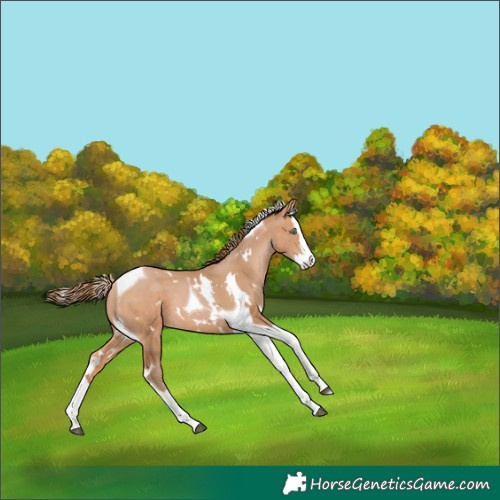 Horse Color:White Spotted Bay Pearl Splash Tobiano 