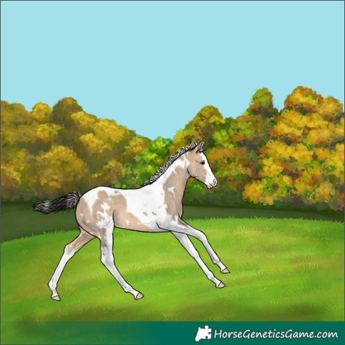 Horse Color:White Spotted Bay Dun Splash Tobiano