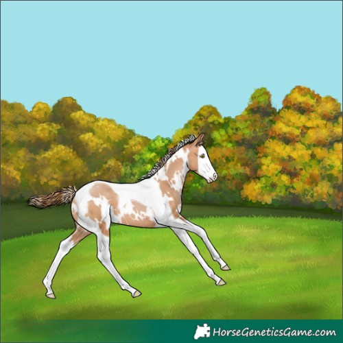 Horse Color:White Spotted Bay Pearl Splash Tobiano 