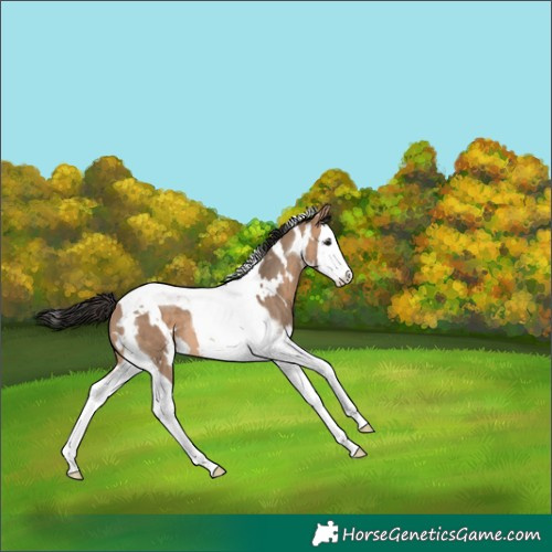 Horse Color:White Spotted Bay Dun Splash Tobiano 