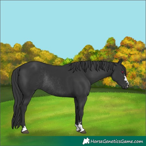 Horse Color:Black Rabicano 