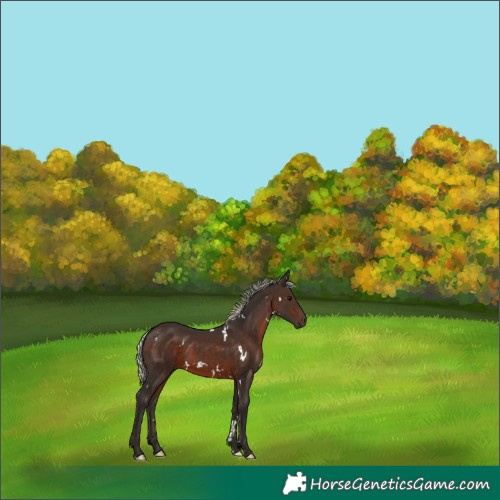Horse Color:White Spotted Silver Brown 