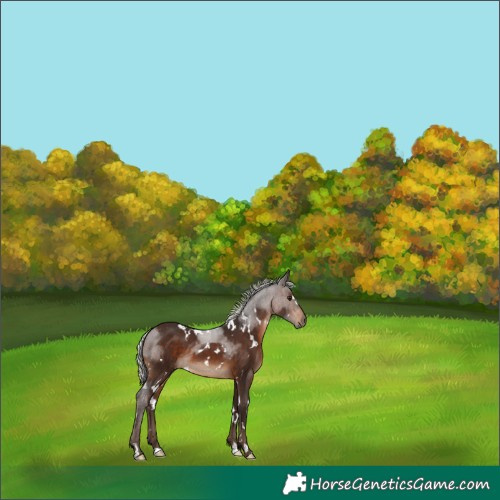 Horse Color:White Spotted Silver Brown