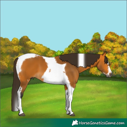 Horse Color:Gray Buckskin Tobiano Frame 