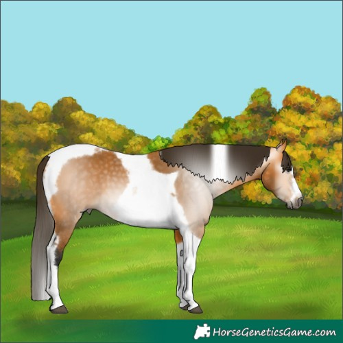 Horse Color:Gray Buckskin Tobiano Frame 