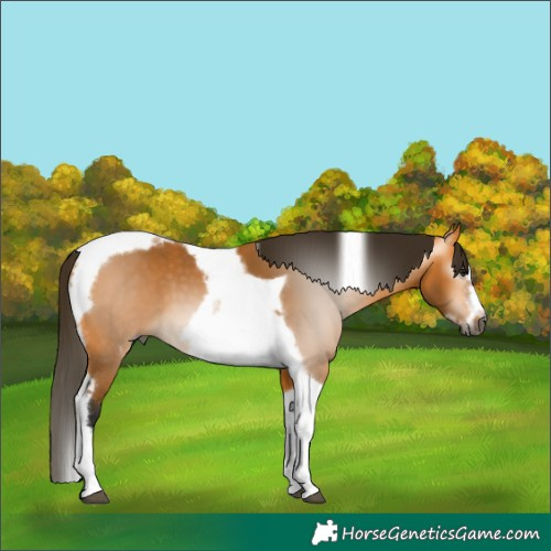Horse Color:Gray Buckskin Tobiano Frame