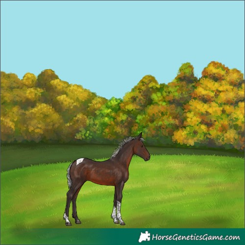 Horse Color:Silver Brown Mushroom Tobiano 