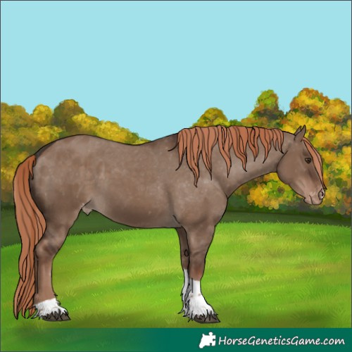 Horse Color:Liver Red Dun Tobiano Skewed Appaloosa 