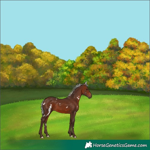 Horse Color:White Spotted Silver Bay Rabicano 