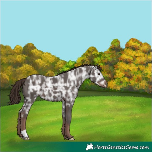Horse Color:Liver Chestnut Ice 