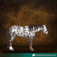 Horse Color:Liver Chestnut Ice