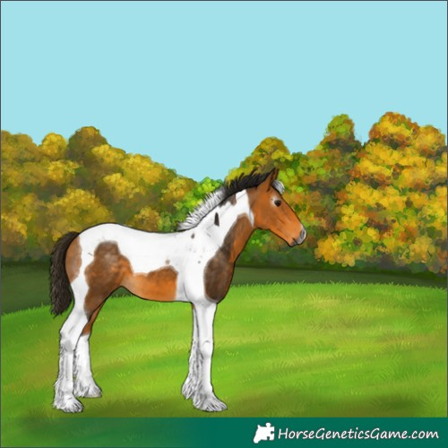 Horse Color:Gray Buckskin Tobiano