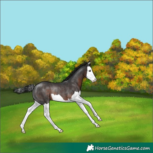 Horse Color:Brown Splash Rabicano 