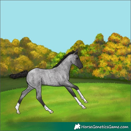 Horse Color:Smoky Blue Roan