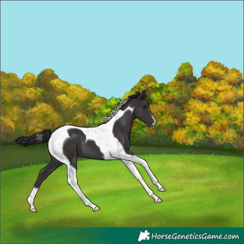 Horse Color:Smoky Black Tobiano 