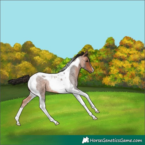 Horse Color:Bay Roan Tobiano 