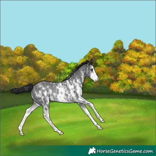 Horse Color:Black Sabino Rabicano