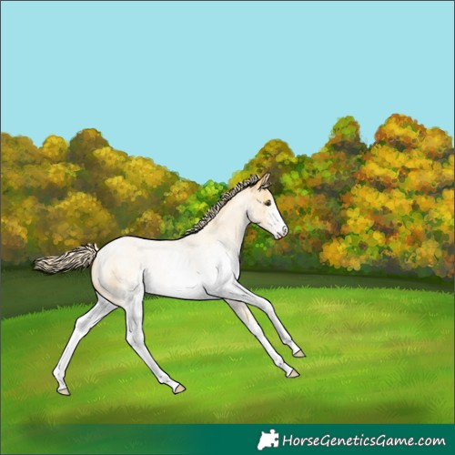 Horse Color:White Spotted Palomino Roan Dun 
