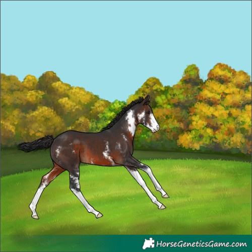 Horse Color:Brown Sabino 