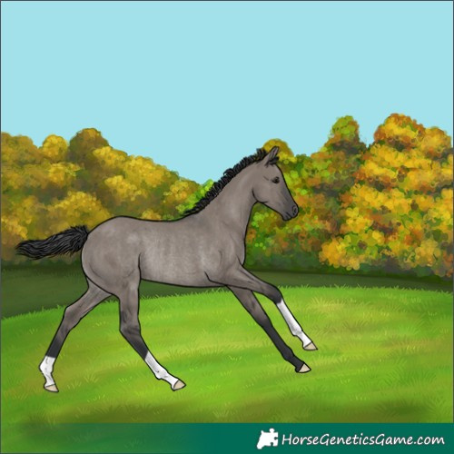 Horse Color:Grullo Rabicano 
