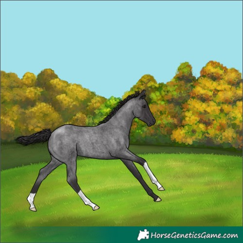 Horse Color:Smoky Blue Roan 